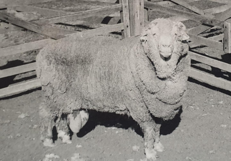 Sir Freddie—one of the original semen donors—in 1969.